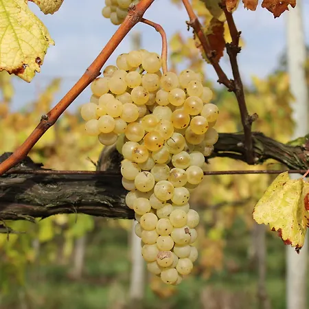 Casas Do Monte De Roques