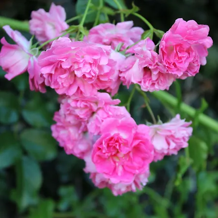 Gospodarstwo agroturystyczne Casas Do Monte De Roques Vila de Punhe