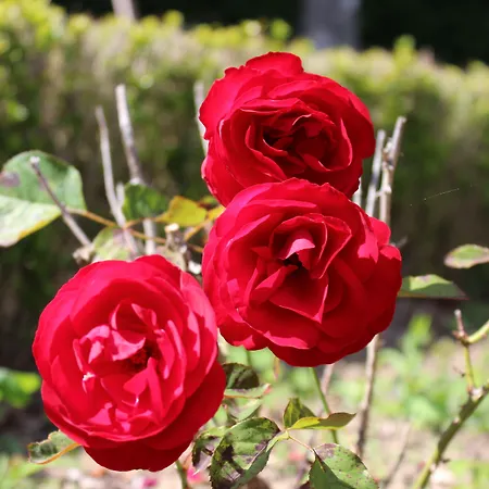 Casas Do Monte De Roques Vila de Punhe