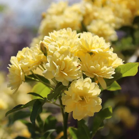 Séjour à la ferme Casas Do Monte De Roques *