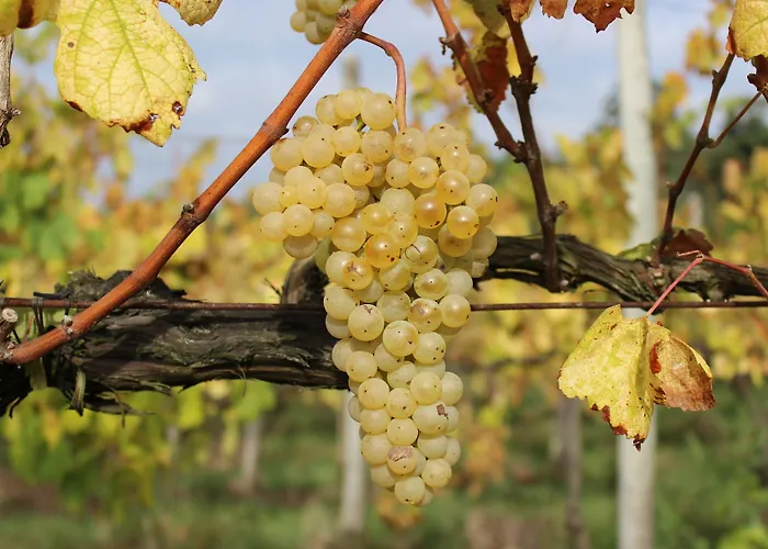 Casas Do Monte De Roques