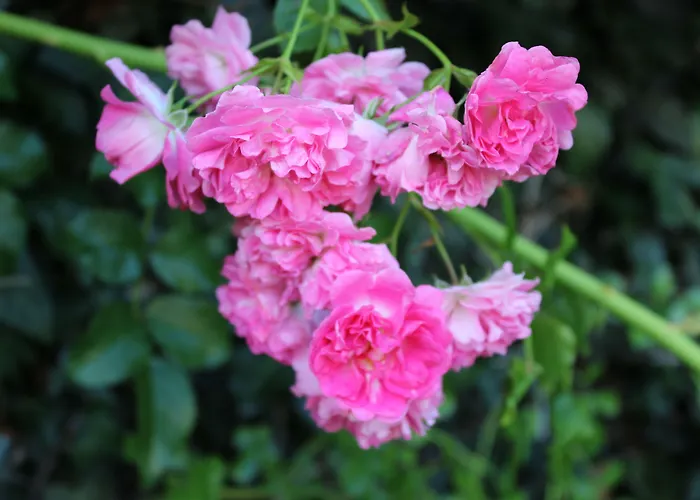 Agroturismo Casas Do Monte De Roques Vila de Punhe