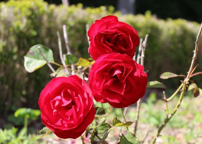 Casas Do Monte De Roques Vila de Punhe