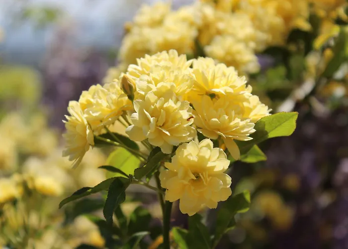 Farm stay Casas Do Monte De Roques *